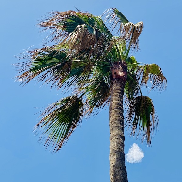 Canary palm tree in Fuerteventura